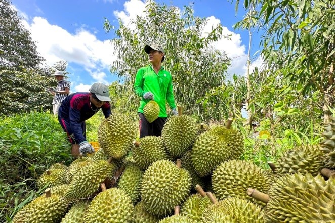 Cadimi âm thầm ‘đầu độc’ ngành hàng sầu riêng Việt Nam thế nào? (vtcnews)